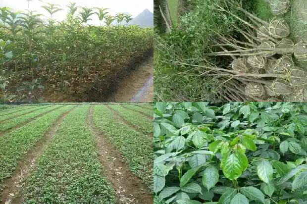 家里养桂花树几棵好1684112146899