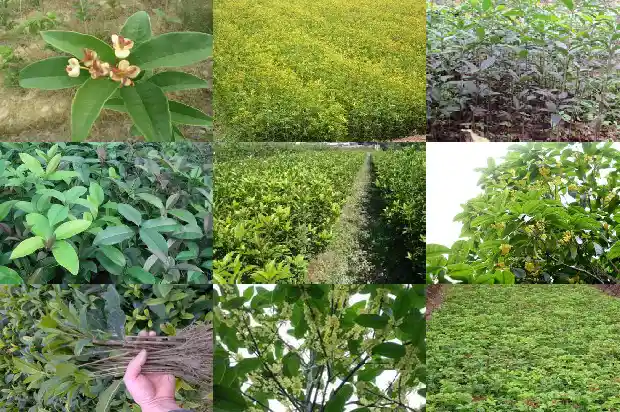 广西桂花茶多少钱一斤啊1689576931555