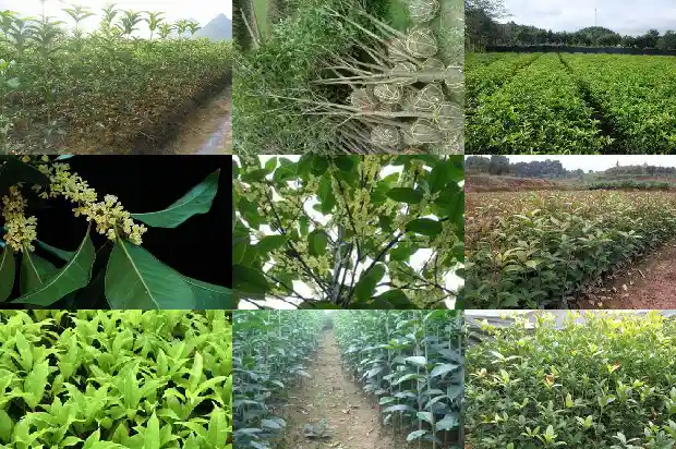 家里栽几棵桂花树好吗1684112178541