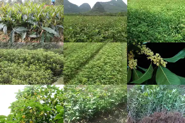 桂花树多大可以开花结果子1688523649884