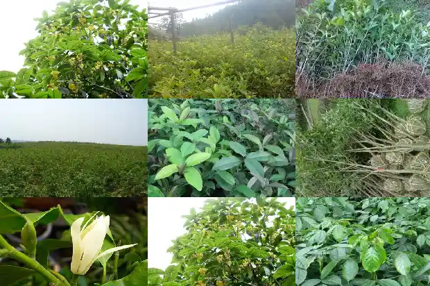 门口种几颗桂花树好1684112188077