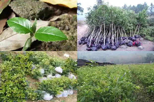 门口种几颗桂花树好1684112188123