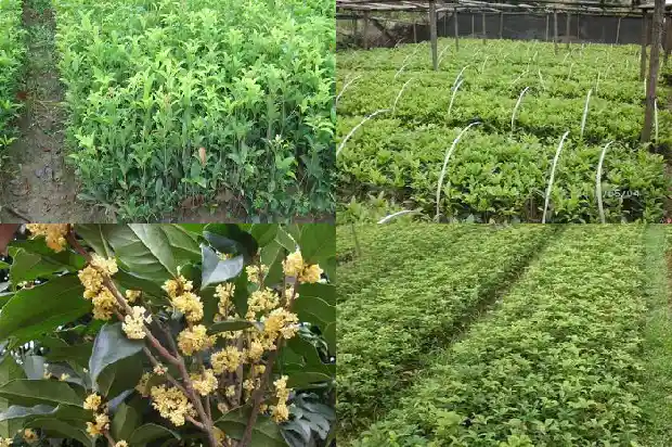 门口种几颗桂花树好1684112188169