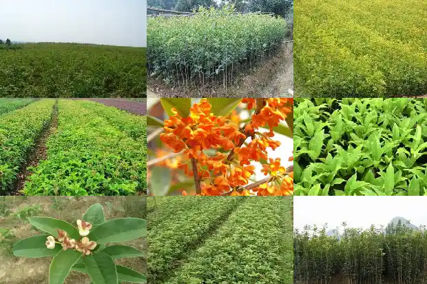 桂花树多远种一棵比较好活1684112195211