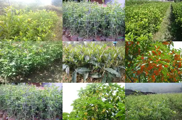 桂花树多远种一棵比较好活1684112195257