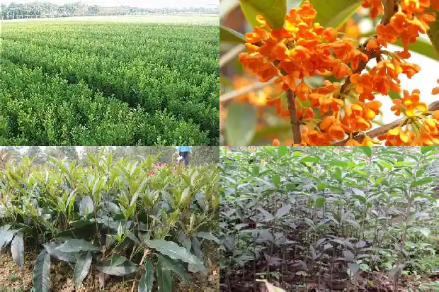 门前种一棵桂花树好不好1684112204821