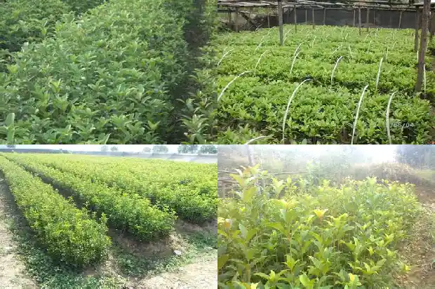 门前种一棵桂花树好不好1684112204869