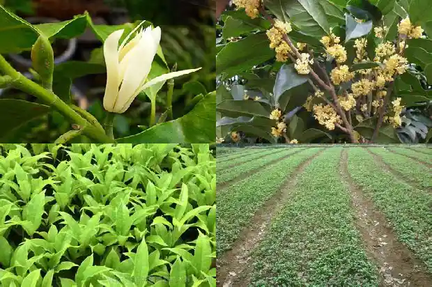 家门前栽桂花树好不好1684112216742