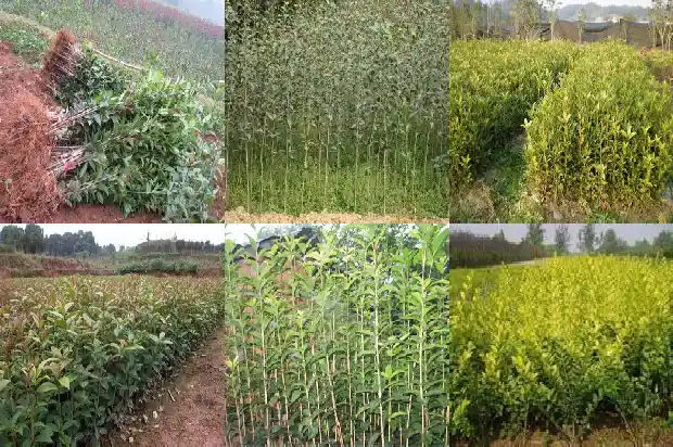 家门前栽桂花树好不好1684112216838