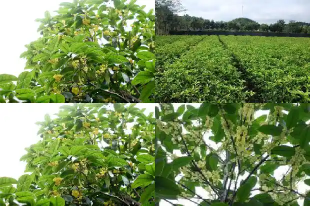 家门口种桂花树几颗最好呢1684112250809