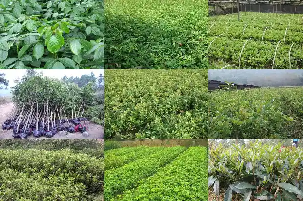 家门口种桂花树几颗最好呢1684112250856