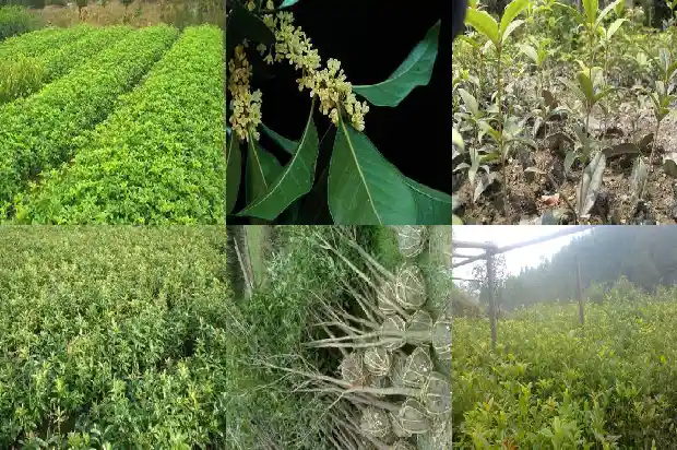 桂花树栽到哪里好活1684112262627