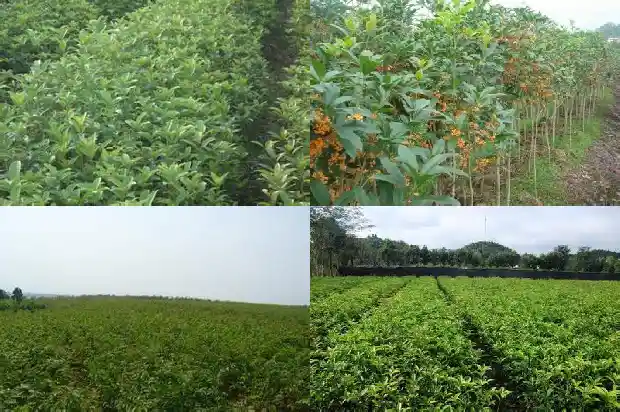 桂花树栽到哪里好活1684112262723