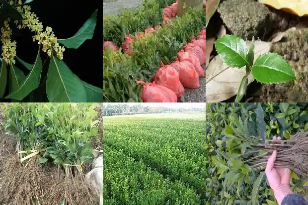 桂花树苗批发市场在哪里啊多少钱1684112270251