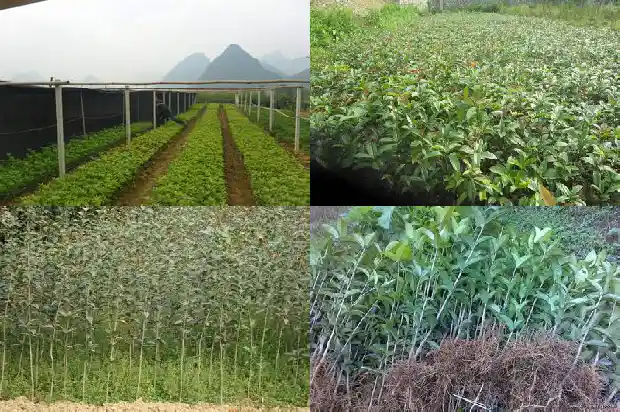 桂花树苗批发市场在哪里啊多少钱1684112270298