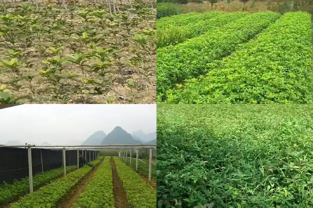 哪有桂花树苗卖的呀1684112277667
