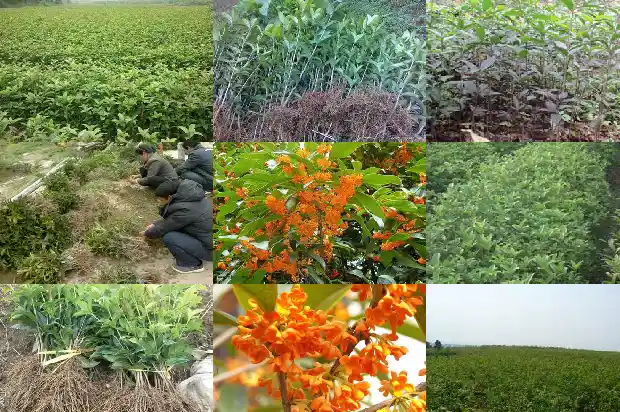 桂花有哪些小吃名字1684112297077