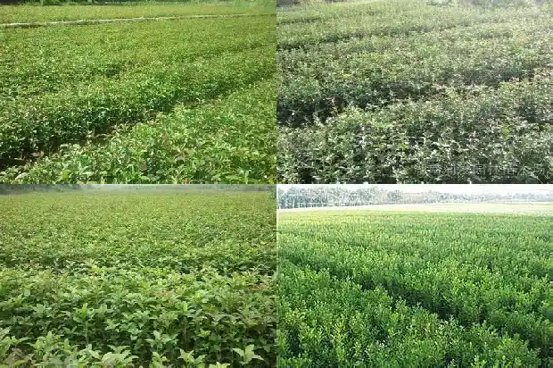 桂花树二十年能长多粗1690763841747