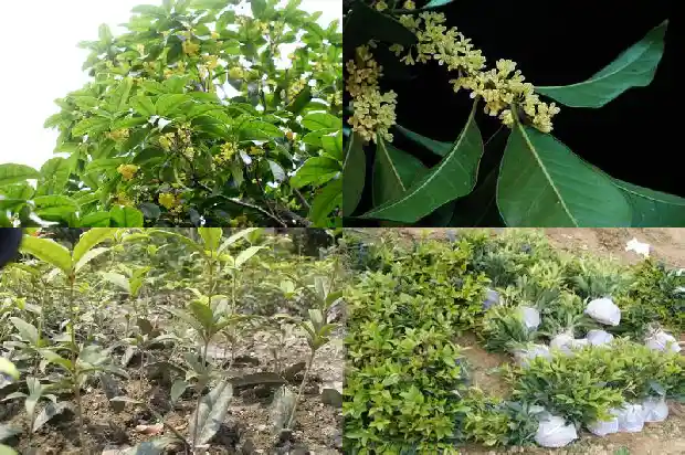 好吃的桂花食品1684112323389