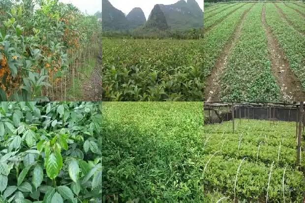 桂花能吃的品种1684112359384