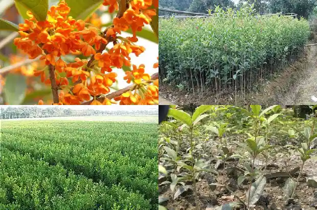 桂花能吃的品种1684112359432