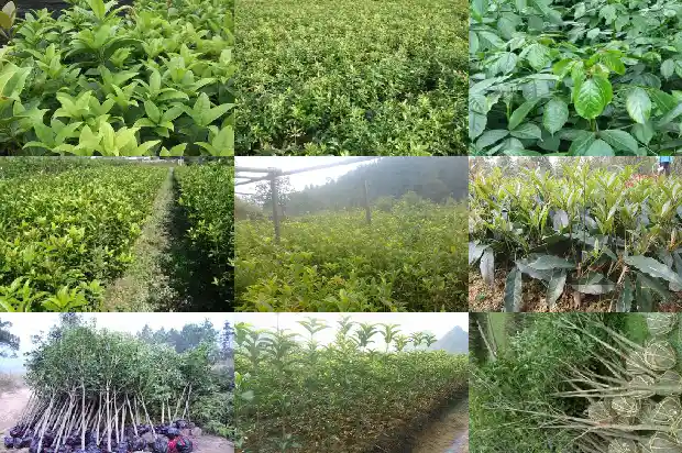 桂花糊是哪里的小吃啊1684112378218