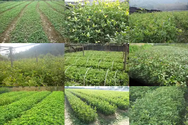 桂花糊做法1684112387793