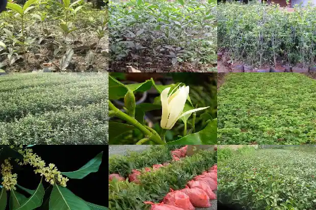 桂花糊做法1684112387841
