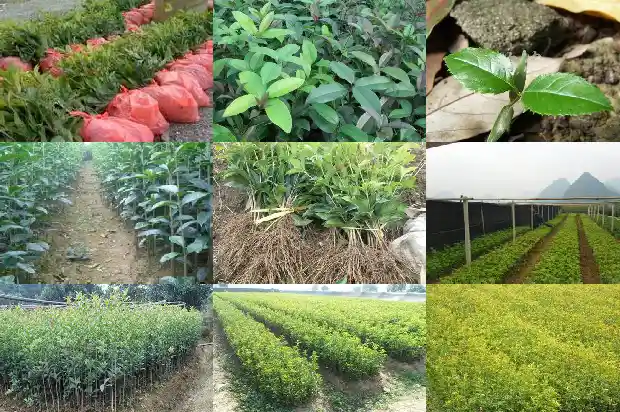 桂花拉糕是哪里的小吃1684112395108