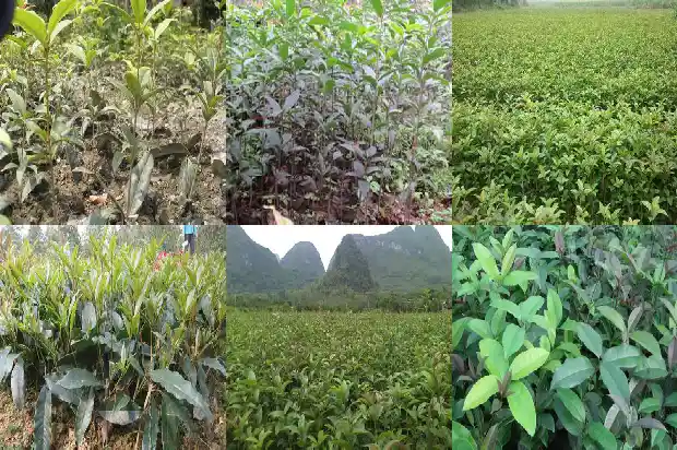 桂花拉糕是哪里的小吃1684112395156