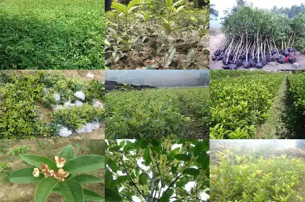桂花做什么吃的好1684112404588