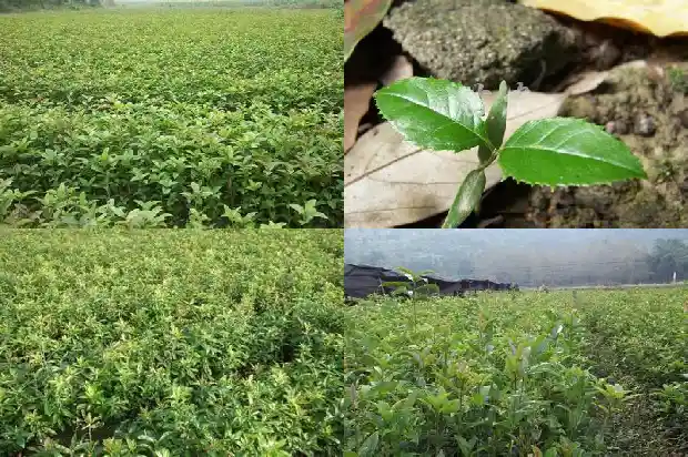 附近哪里有桂花树基地卖1690763258947