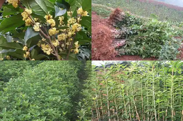 秋天到了桂花开了的说说怎么写1688793207087