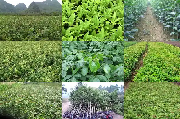 桂花做什么美食1684112437916
