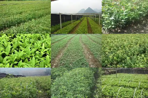 有关于桂花的美食1684112447361