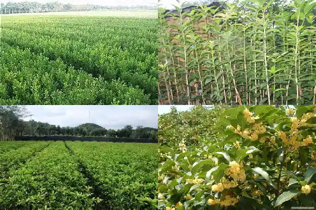有关于桂花的美食1684112447457
