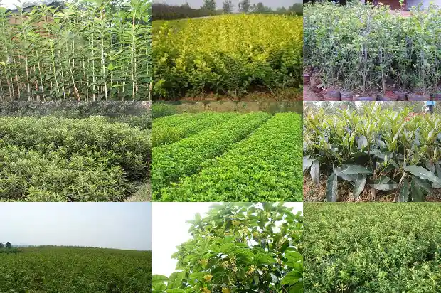 桂花密密麻麻的像什么1684112459194