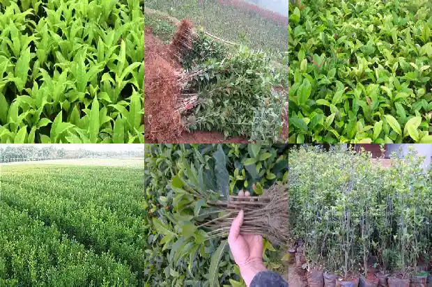 桂花密密麻麻的像什么1684112459242