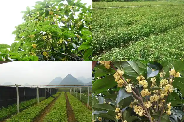 桂花密密麻麻的像什么1684112459290