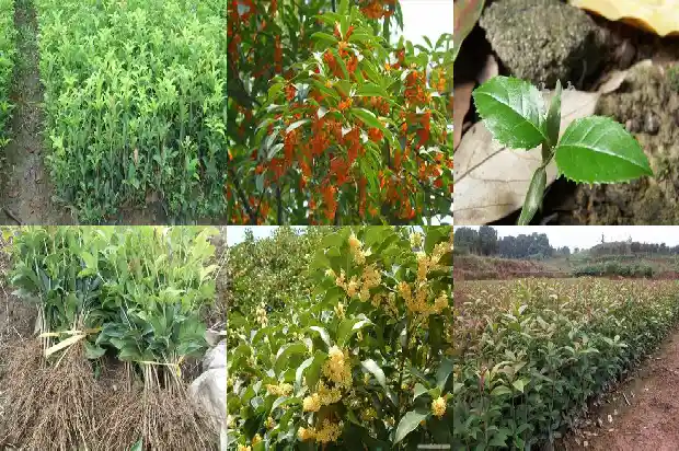 桂花一串一串的像什么花1684112470848