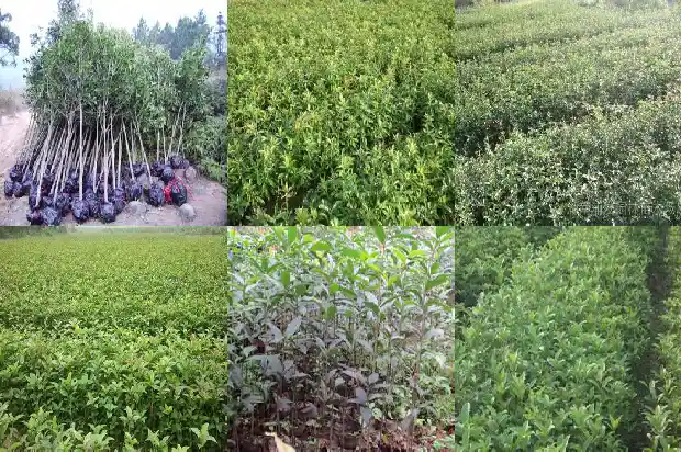 桂花树种价格多少一棵呢1690591067170