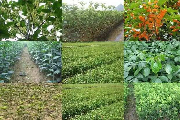 桂花一串一串的像什么花1684112470944