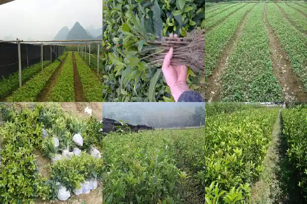 桂花一串一串的像什么花1684112470992