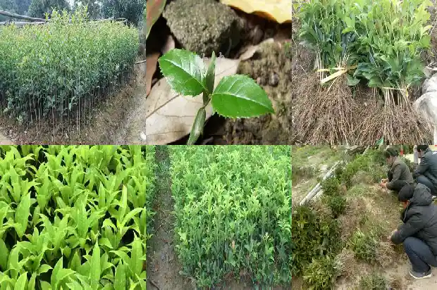 直径50厘米的桂花树有多高1690763122442