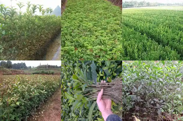 桂花像一粒粒什么1684112478538
