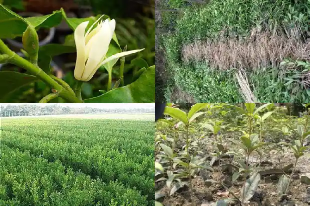 嫩黄的桂花1684112489995