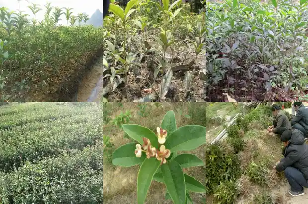 桂花茶多少钱一斤?哪里能买?1689576935760