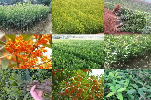 嫩黄的桂花1684112490138