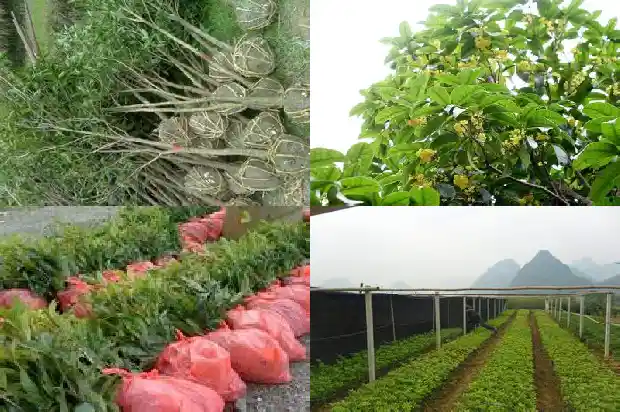桂花树苗采购价格多少1690416522165