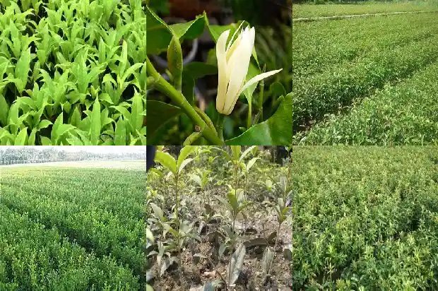 桂花像一颗颗什么1684112509399